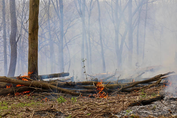 Trusted Smoke Damage Restoration in Pasco FL